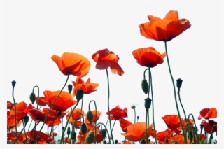 Personalised Bespoke Luxury Scented Candles Remembrance - Corn Poppy #9296075