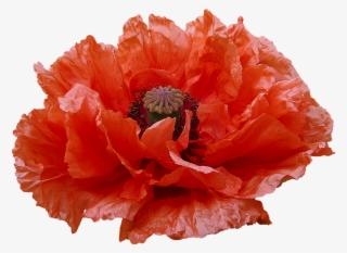 Poppy Red Flowers Transmission - Corn Poppy #9296140