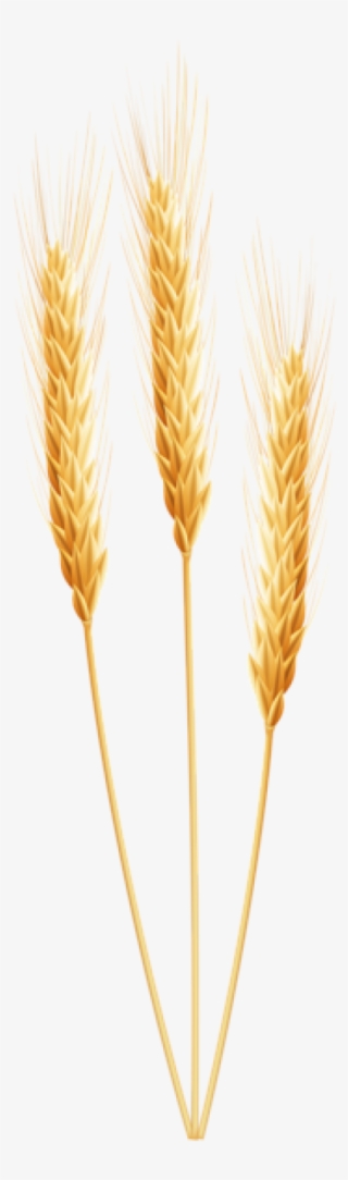 Wheat Png, Download Png Image With Transparent Background, - Transparent Wheat Png #9296324 Wheat Png, Download Png Image With Transparent Background, - Transparent Wheat Png #9296324