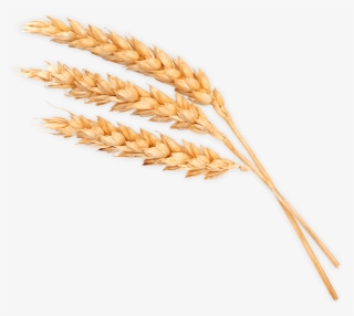 Grain Marketing - Phragmites #9296408 Grain Marketing - Phragmites #9296408