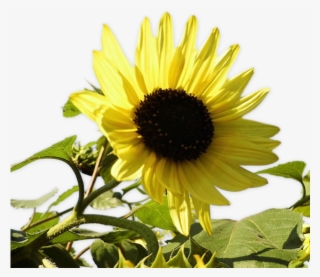 Gifs Y Fondos Paz Enla Tormenta - Sunflower #9298536