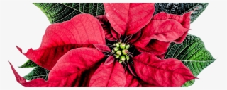 Como Cuidar Tu Planta De Navidad - Poinsettia Day December 12 #9298572