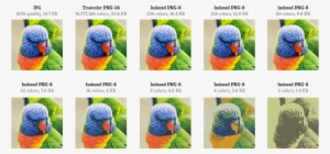 Lorikeet #930932