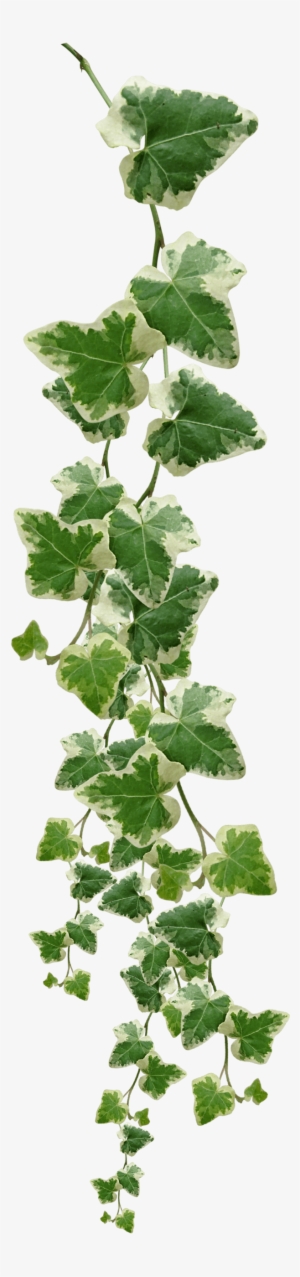 Jungle Vine Border Joy Studio Design Gallery Best Design - Vines Png #931327