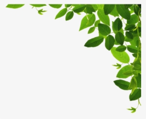 Wild Wood Foundation #931357