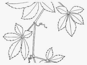 Drawn Vine Creeper Plant - Virginia Creeper Drawing #931501