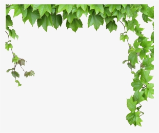 Leaves And Vines Png #931564