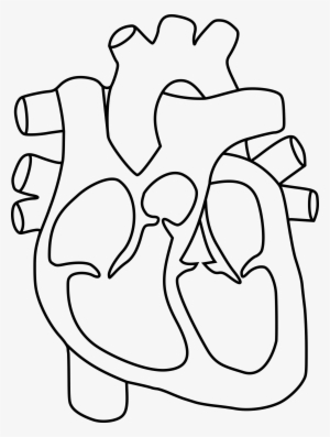 real heart outline png