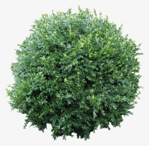 Png Bush Texture - Bush Png #932745