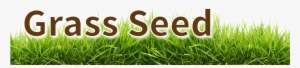 Grass Seed Header-02 #932937