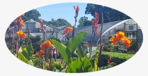 Joseph's Garden & Greenhouses - Canna Lily #933011