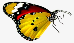 Download Png Balloon Image - Yellow And Red Butterfly #933013