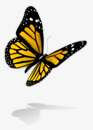 Butterfly Png - Photo #933201