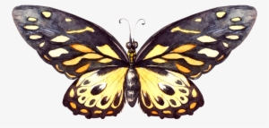 Hand Painted Yellow Black Butterfly Png Transparent - Portable Network Graphics #933230