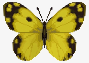 Download Zip Archive - Colias Croceus #933486