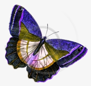 Yellow Butterfly Png #933596