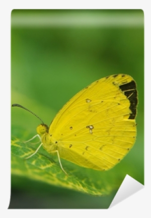 Lycaenid #933703