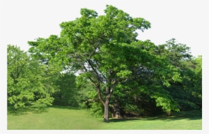 Forest Clearing Trees Png Background Stock - Italian Alder Alnus Cordata #933782