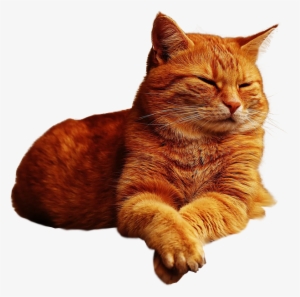 Ginger Cat Lazing Png Image Transparent Background - Ginger Cat Png #933808