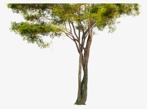 Hd Images Of Trees #933885 Hd Images Of Trees #933885