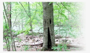 Home - Old-growth Forest #933966