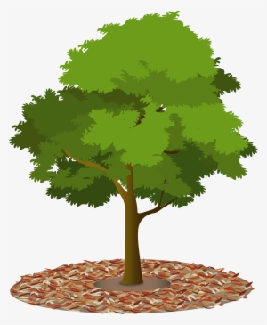 Mulch-tree - Tree Canopy Png #934047