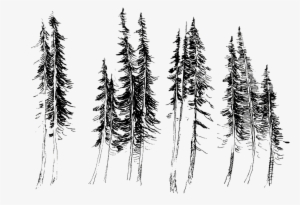 Trees- - Fir #934087