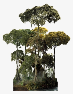 Tropical Rainforest Tree Png #934208