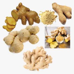 Ginger - Food #934621