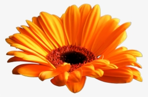 Flower 004 Clear Cut Png By Seelenwerk-d5lgt5s - Gerber Daisy #934807