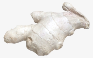 Ginger - Carving #934843