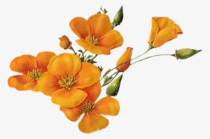 Bloom Flower Border Flowers White Bouquet Multiple - Orange Flowers Png #934900