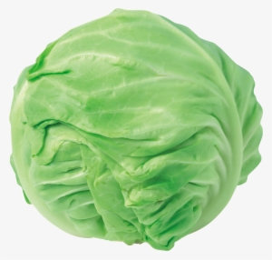 Cabbage Png Image - Cabbage Clipart #935185