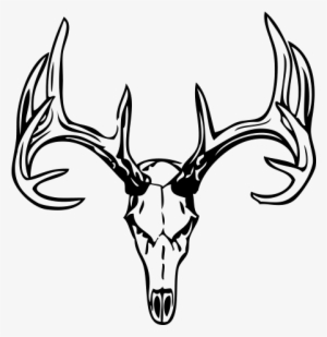 Drawing Of Deer Antlers - Free Transparent PNG Download - PNGkey