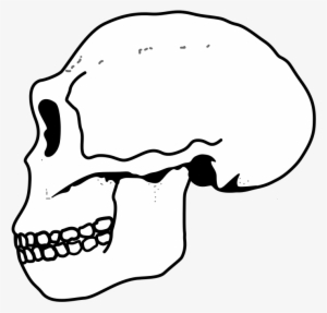 Ergaster Skull - Было Бы Если Ссср Не Распался #935686