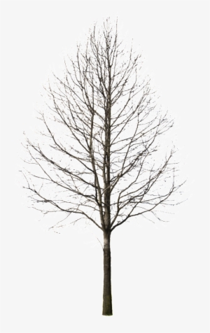Winter Trees Png - Pine Tree Cutout Png #935713