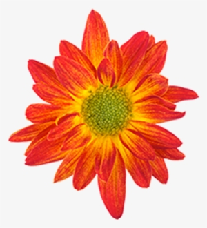 Bicolor Red Yellow Union Bicolor Red Yellow Union - Drawing #935714