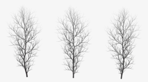 Winter Png Free Download - Red Pine #935770