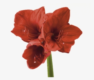 Amaryllis - Amaryllis Flower Png #935879