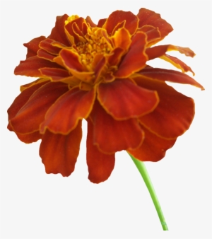 Orange Marigold, Flowers, Marigold, Plant Png Image - Marigold Png #935938