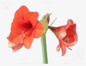 Peach Flower Clipart Amaryllis - Amaryllis Png #936138