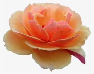 Orange Rose - Flower Tumblr Transparent Orange #936169