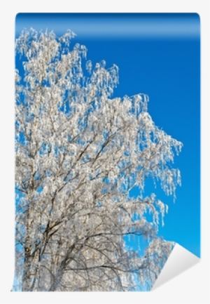 Cherry Blossom #937054