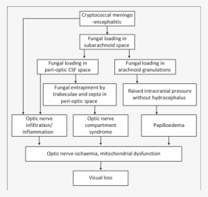 The Pathogenesis Of Cryptococcus-induced Visual Loss - Cryptococcus #937119