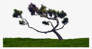 Windswept Tree On Hill Stock Photo 0165 Png By Annamae22 - Windswept Tree Png #937161