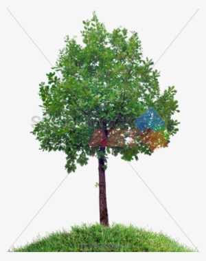 Stock Photo Of Small Oak Tree On Grassy Hill Against - Trees And Bushes #937664