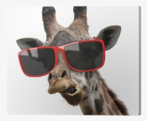 Funny Fashion Portrait Of A Giraffe With Hipster Sunglasses - Crazy Eyes - Gerald The Giraffe Bb3236 #938264