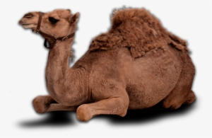 Camel Png Image - Camel Png #939196