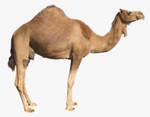 Camel Png Image - Camel Png #939200