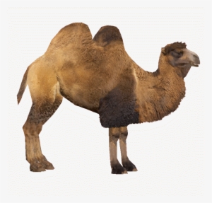 Bactrian Camel - Two Hump Camel Png #939329 Bactrian Camel - Two Hump Camel Png #939329